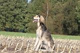 SALUKI 087